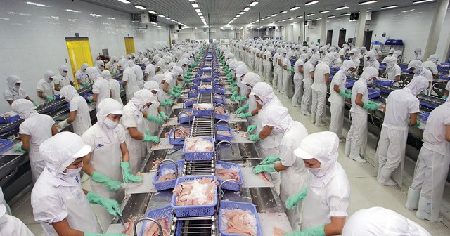 Cổ phiếu lao dốc hơn 20%, Vĩnh Hoàn tung “lá chắn” mua cổ phiếu quỹ- Ảnh 1.