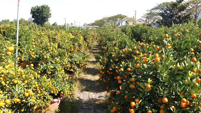 Những phụ nữ giữ nhịp Tết ở "thủ phủ quất lớn nhất miền Trung"- Ảnh 5.