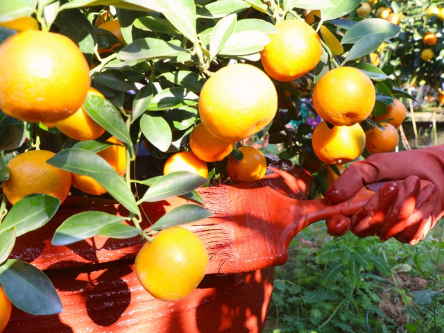 Những phụ nữ giữ nhịp Tết ở "thủ phủ quất lớn nhất miền Trung"- Ảnh 3.