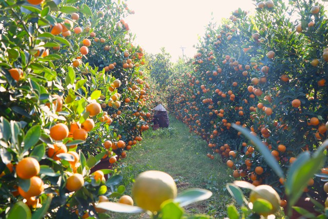 Những phụ nữ giữ nhịp Tết ở "thủ phủ quất lớn nhất miền Trung"- Ảnh 1.