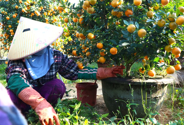 Những phụ nữ giữ nhịp Tết ở "thủ phủ quất lớn nhất miền Trung"- Ảnh 4.