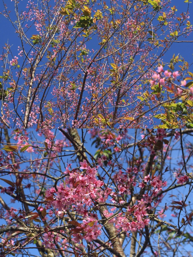 Khi hoa bung nở đồng loạt, cả không gian như được nhuộm hồng, nổi bật giữa nền trời cao nguyên và rừng thông xanh thẫm. Khi hoa bung nở đồng loạt, cả không gian như được nhuộm hồng, nổi bật giữa nền trời cao nguyên và rừng thông xanh thẫm.