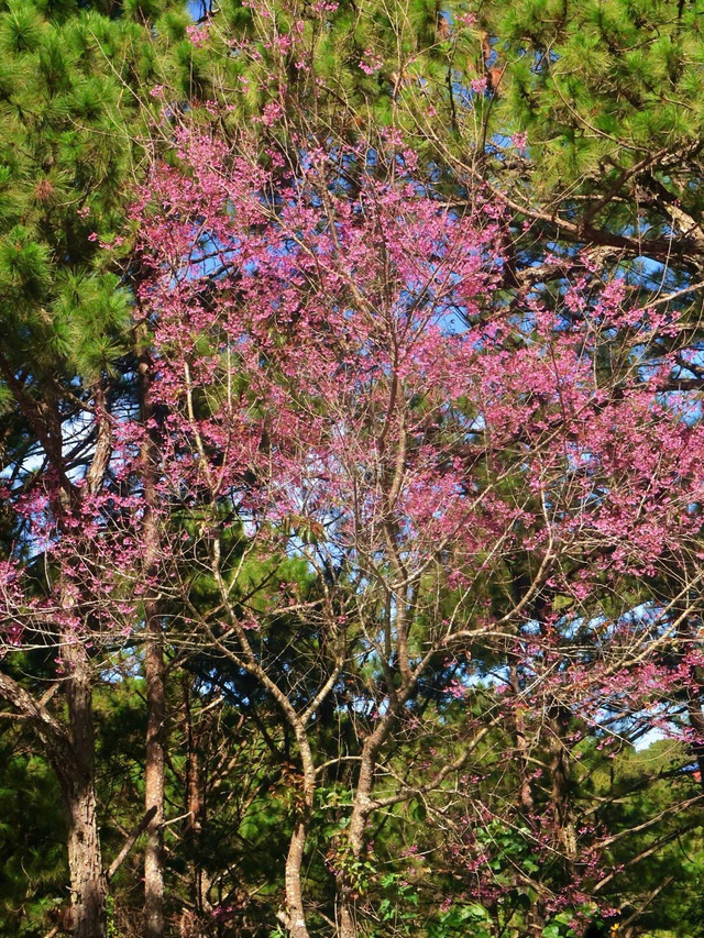 Một cây mai anh đào nở trên tuyến quốc lộ 20, đường đi đến Đồi chè Cầu Đất. Ảnh: Hồ Lam Một cây mai anh đào nở trên tuyến quốc lộ 20, đường đi đến Đồi chè Cầu Đất. Ảnh: Hồ Lam