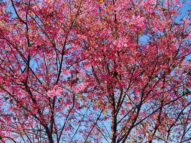 Những cánh hoa mai anh đào tại Đà Lạt bung nở trong những ngày đầu năm. Ảnh: Hồ Lam Những cánh hoa mai anh đào tại Đà Lạt bung nở trong những ngày đầu năm. Ảnh: Hồ Lam