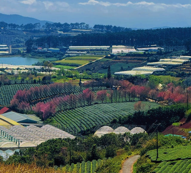 Những cây mai anh đào nhìn từ trên cao ở Đồi chè Cầu Đất. Ảnh: Hồ Lam Những cây mai anh đào nhìn từ trên cao ở Đồi chè Cầu Đất. Ảnh: Hồ Lam