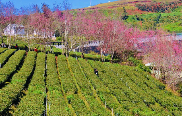 Tại Đồi chè Cầu Đất, mai anh đào điểm hồng trên đồi chè xanh mướt. Ảnh: Hồ Lam Tại Đồi chè Cầu Đất, mai anh đào điểm hồng trên đồi chè xanh mướt. Ảnh: Hồ Lam