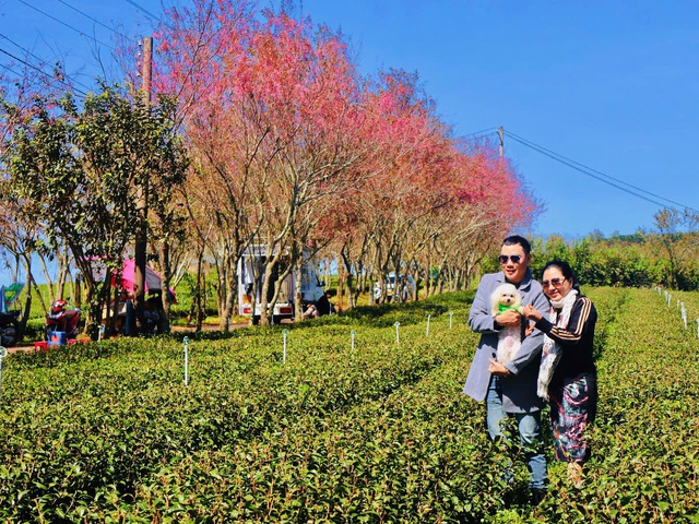 Nhiều khách du lịch phương xa tranh thủ đến Đồi chè Cầu Đất để check-in cùng mai anh đào. Ảnh: Hồ Lam Nhiều khách du lịch phương xa tranh thủ đến Đồi chè Cầu Đất để check-in cùng mai anh đào. Ảnh: Hồ Lam