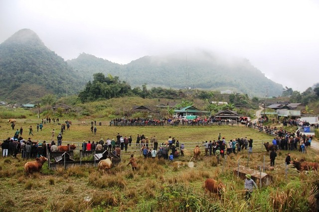 Độc đáo ngày hội chọi bò đầu năm mới ở cổng trời Mường Lống- Ảnh 7.