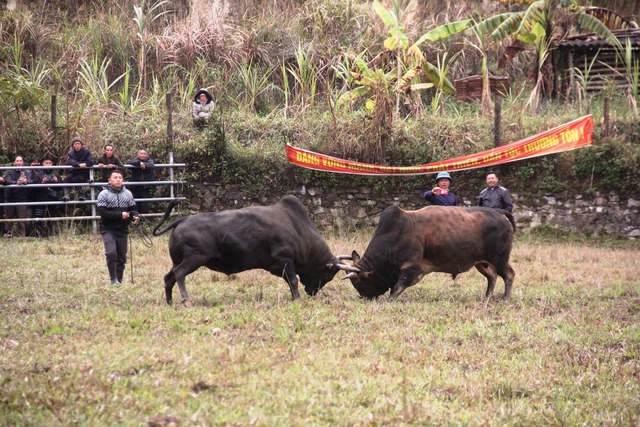 Độc đáo ngày hội chọi bò đầu năm mới ở cổng trời Mường Lống- Ảnh 4.