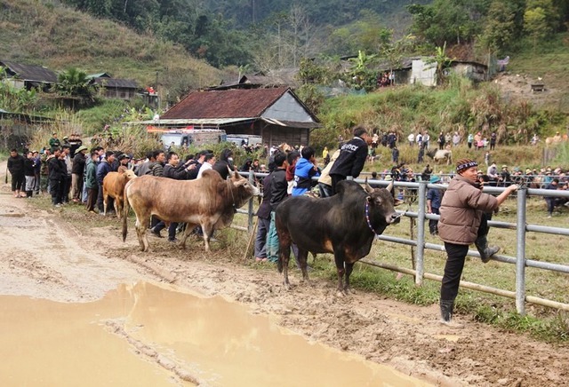 Độc đáo ngày hội chọi bò đầu năm mới ở cổng trời Mường Lống- Ảnh 2.