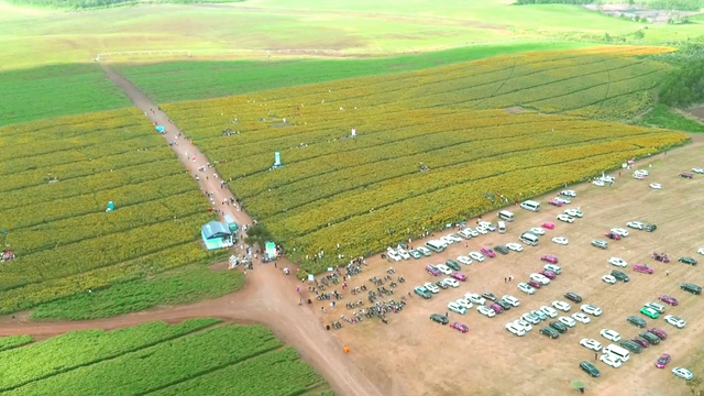 Du khách nô nức check-in đón năm mới ở cánh đồng hoa hướng dương xứ Nghệ- Ảnh 4.