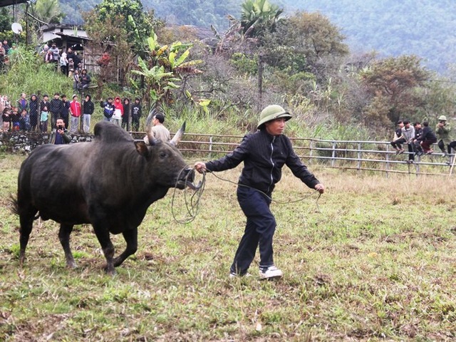 Độc đáo ngày hội chọi bò đầu năm mới ở cổng trời Mường Lống- Ảnh 3.