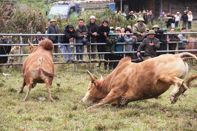Độc đáo ngày hội chọi bò đầu năm mới ở cổng trời Mường Lống- Ảnh 6.