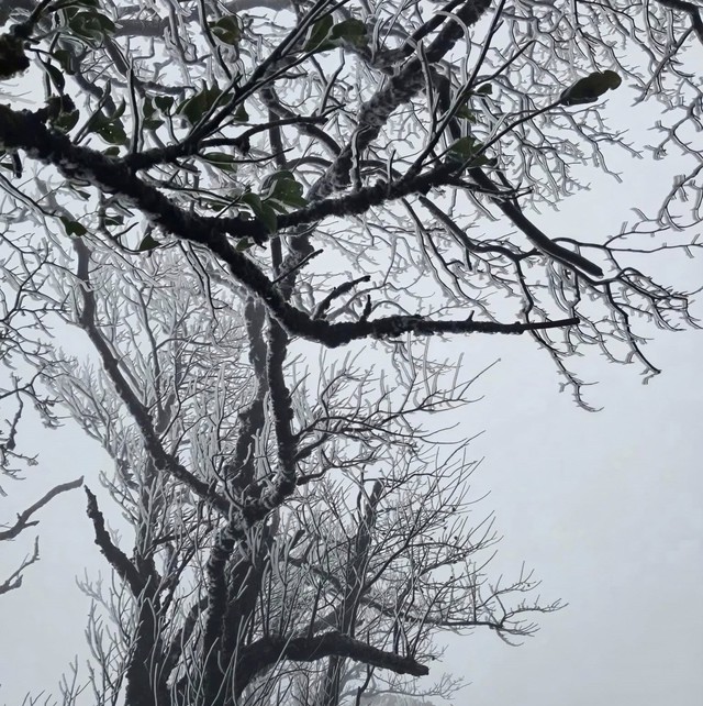 Cao Bằng: Băng giá phủ trắng trên đỉnh Phja Oắc- Ảnh 2.