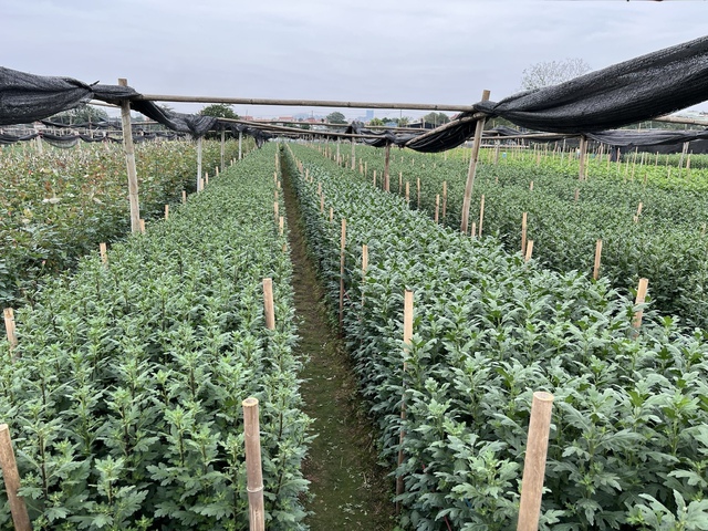 Làng hoa Tây Tựu nhộn nhịp vào vụ Tết sau những tháng ngày thiệt hại nặng nề vì thiên tai- Ảnh 5.