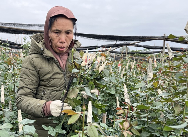 Làng hoa Tây Tựu nhộn nhịp vào vụ Tết sau những tháng ngày thiệt hại nặng nề vì thiên tai- Ảnh 3.