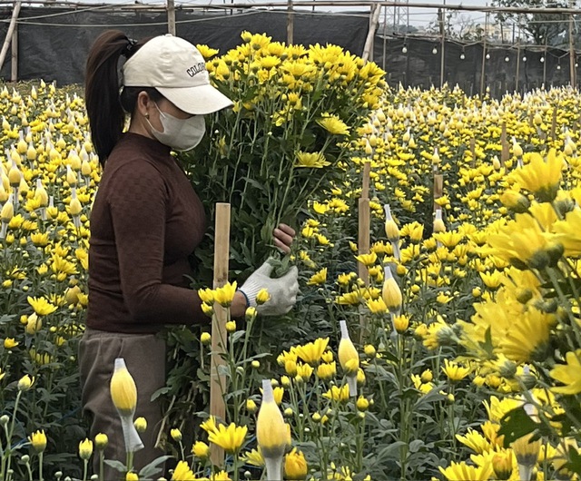 Làng hoa Tây Tựu nhộn nhịp vào vụ Tết sau những tháng ngày thiệt hại nặng nề vì thiên tai- Ảnh 4.
