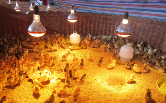 Lạng Sơn, Cao Bằng chủ động bảo vệ đàn vật nuôi trước rét đậm, rét hại- Ảnh 2.