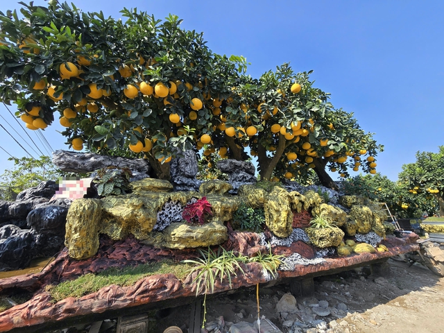 Chiêm ngưỡng loạt cây chơi Tết có giá hàng trăm triệu đồng- Ảnh 9.