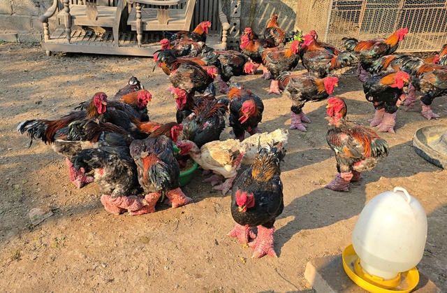 Gà Đông Tảo chân "khủng" vào vụ Tết Nguyên đán, giá bạc triệu, khách vẫn đặt mua từ sớm- Ảnh 1.