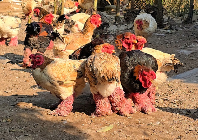 Gà Đông Tảo chân "khủng" vào vụ Tết Nguyên đán, giá bạc triệu, khách vẫn đặt mua từ sớm- Ảnh 4.