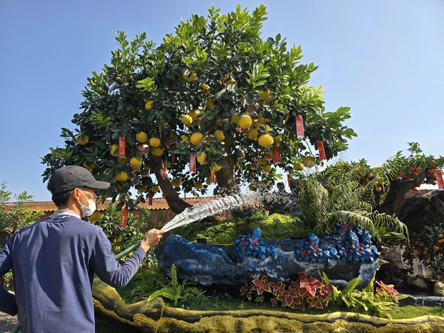 Chiêm ngưỡng loạt cây chơi Tết có giá hàng trăm triệu đồng- Ảnh 12.