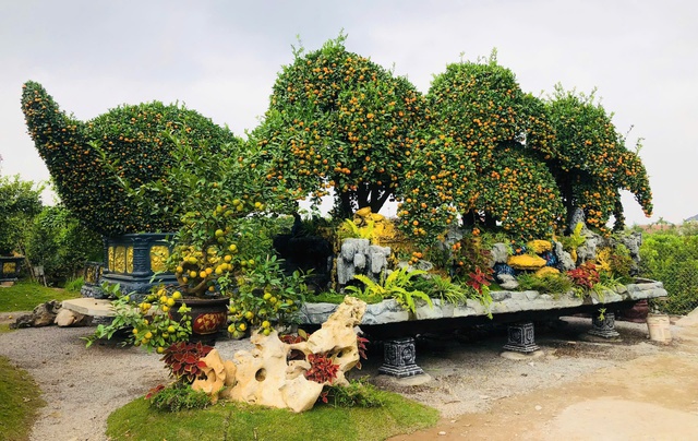 Chiêm ngưỡng loạt cây chơi Tết có giá hàng trăm triệu đồng- Ảnh 2.