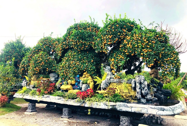 Chiêm ngưỡng loạt cây chơi Tết có giá hàng trăm triệu đồng- Ảnh 5.