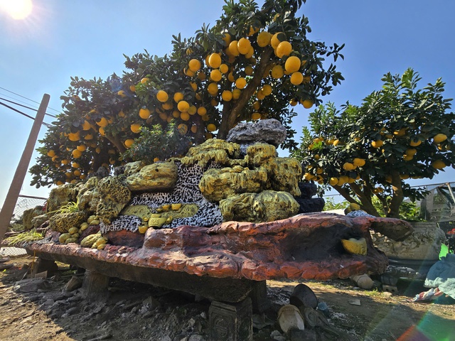 Chiêm ngưỡng loạt cây chơi Tết có giá hàng trăm triệu đồng- Ảnh 10.