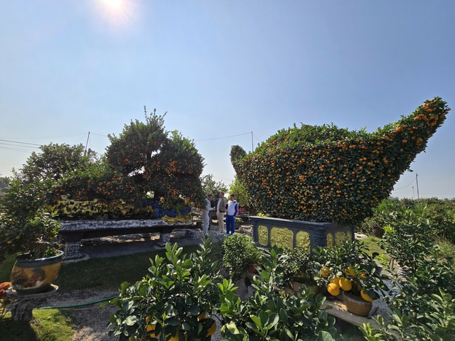 Chiêm ngưỡng loạt cây chơi Tết có giá hàng trăm triệu đồng- Ảnh 1.