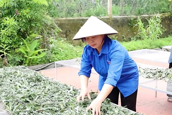 Đồng hành cùng phụ nữ trung du phát triển vùng dược liệu sạch- Ảnh 2.