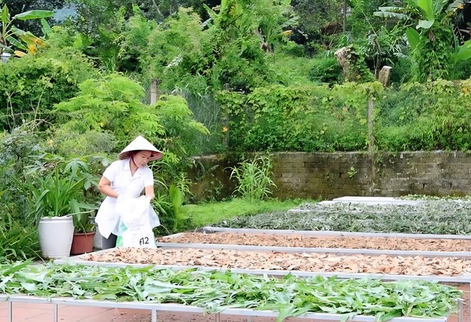 Đồng hành cùng phụ nữ trung du phát triển vùng dược liệu sạch- Ảnh 3.