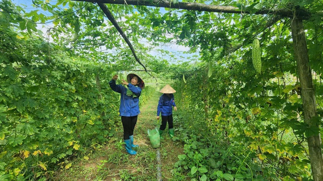 Cặp vợ chồng dân tộc Mường "hai vai gánh việc làng", vun đắp những giá trị của gia đình Việt - Ảnh 2.