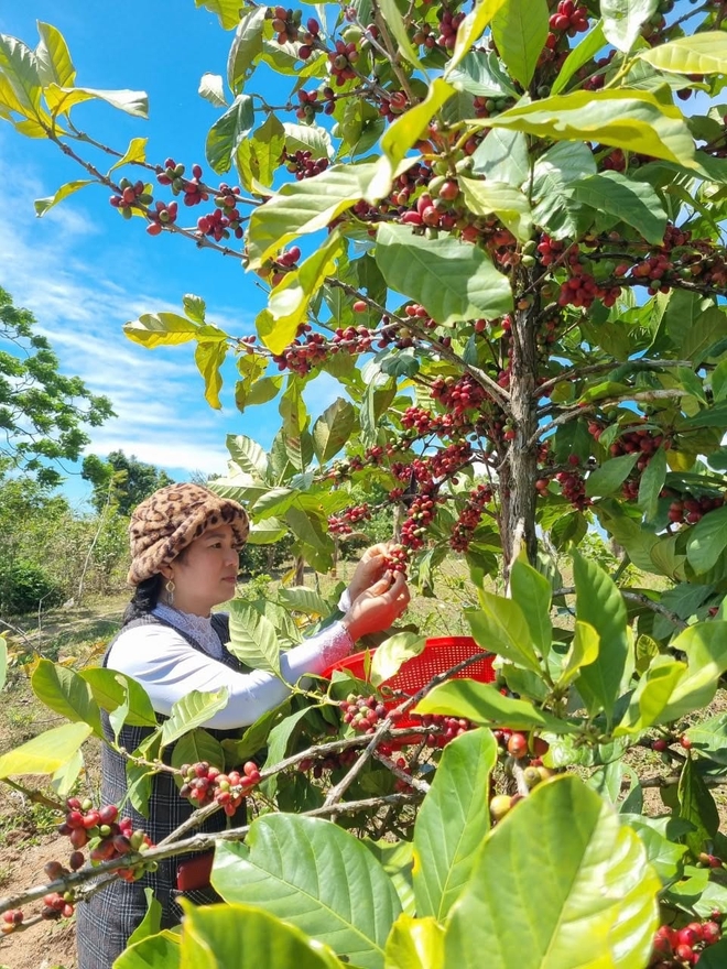 Người phụ nữ đưa hạt cà phê của đồng bào Vân Kiều vào hành trình chuyển đổi xanh, phát triển bền vững- Ảnh 2.