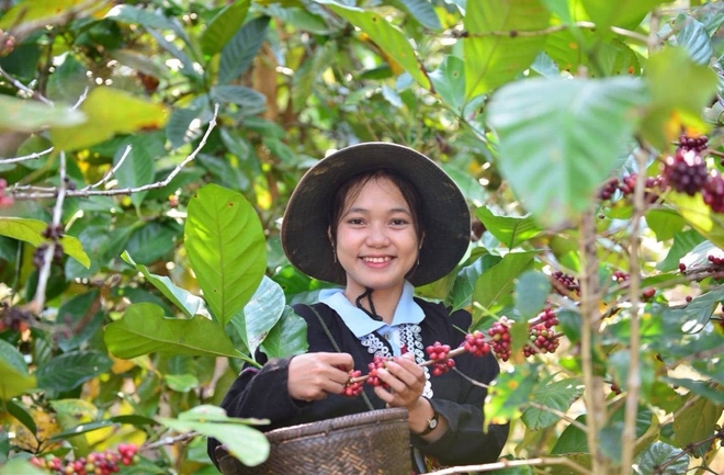 Người phụ nữ đưa hạt cà phê của đồng bào Vân Kiều vào hành trình chuyển đổi xanh, phát triển bền vững- Ảnh 4.