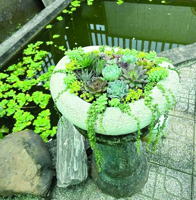 Thợ làm vườn trong phố- Ảnh 2.