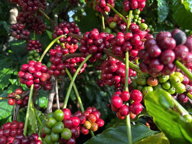 Lấy ngắn nuôi dài, gieo giấc mơ khởi nghiệp trên mảnh đất EaWy- Ảnh 2.