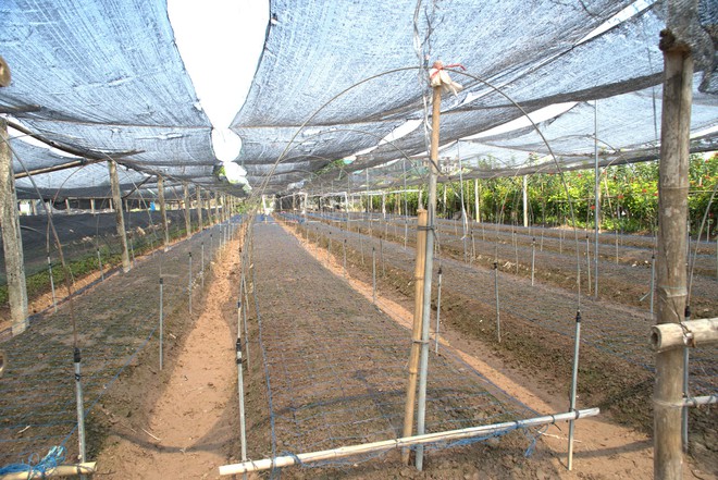 Người trồng hoa Tây Tựu gồng mình gây dựng lại sau lũ- Ảnh 5.