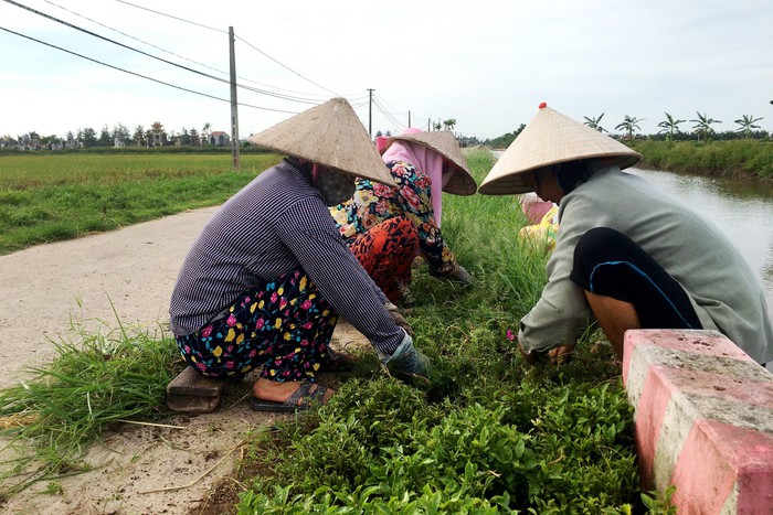101 cách làm hay, sáng tạo của phụ nữ Nam Định tham gia xây dựng nông thôn mới  - Ảnh 3.