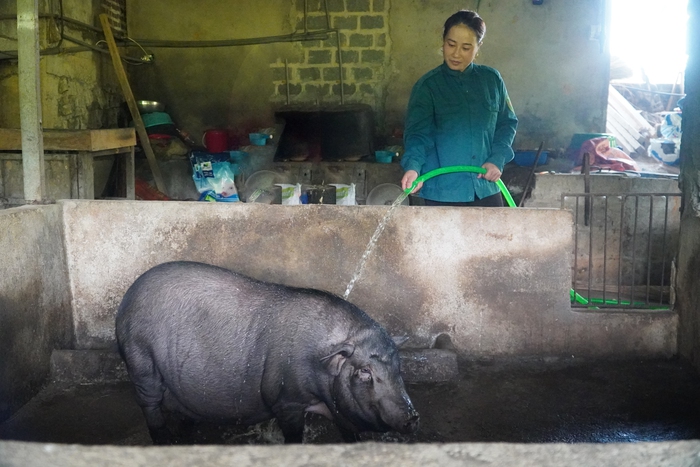 Phụ nữ Hà Giang giúp hội viên thoát nghèo bằng mô hình “nuôi lợn nái luân chuyển” - Ảnh 8.