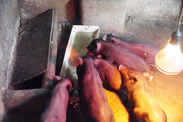 Phụ nữ Hà Giang giúp hội viên thoát nghèo bằng mô hình “nuôi lợn nái luân chuyển” - Ảnh 6.