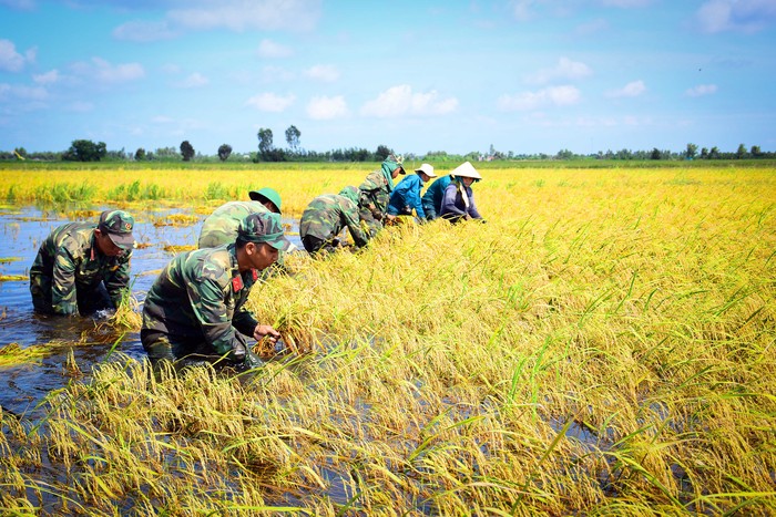 Tình làng nghĩa xóm trải rộng trên cánh đồng mùa gặt chạy lũ - Ảnh 1.