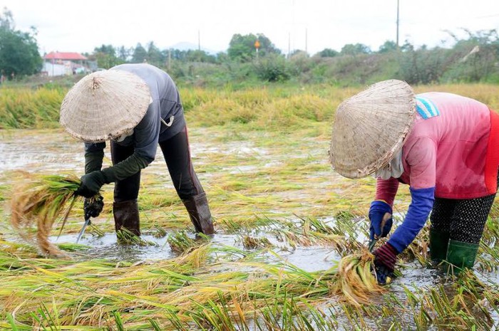 Tình làng nghĩa xóm trải rộng trên cánh đồng mùa gặt chạy lũ - Ảnh 2.