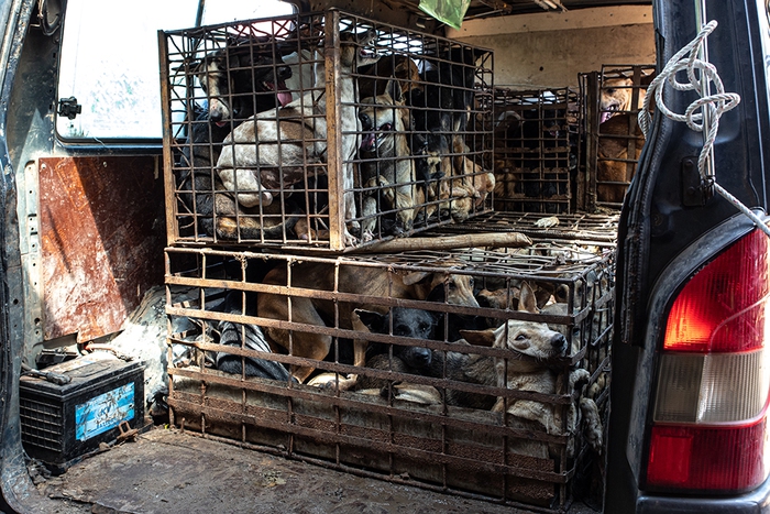 Một triệu chữ ký trên toàn thế giới yêu cầu chấm dứt nạn buôn bán thịt chó mèo ở Đông Nam Á - Ảnh 1.