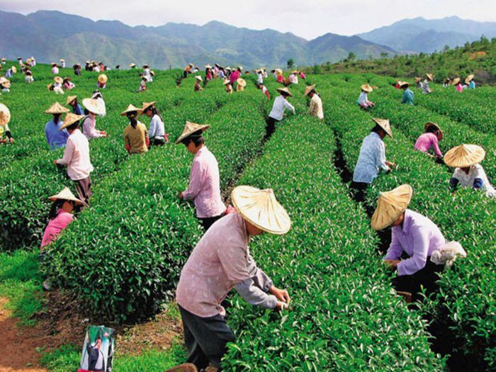 Đài Loan mở rộng ngành nghề nông nghiệp tiếp nhận lao động nước ngoài - Ảnh 1.