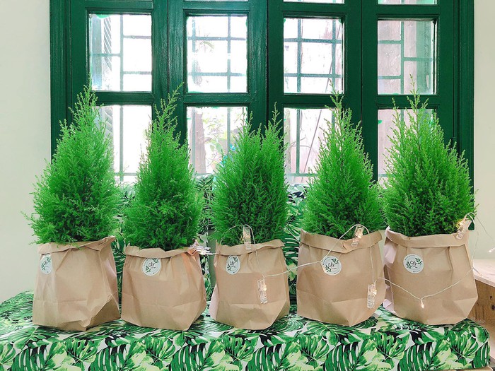 Những mẫu cây tùng được giảm giá 30% trong dịp Giáng sinh
