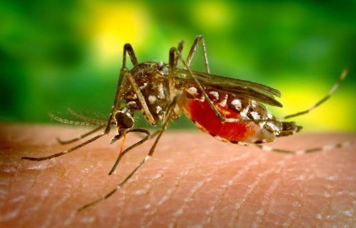 Việt Nam ghi nhận trường hợp đầu tiên nhiễm Zika năm 2020, Bộ Y tế cảnh báo khẩn - Ảnh 1.