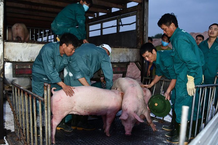 Từ 12/6, Việt Nam chính thức nhập lợn sống Thái Lan về nuôi, giết mổ - Ảnh 1.