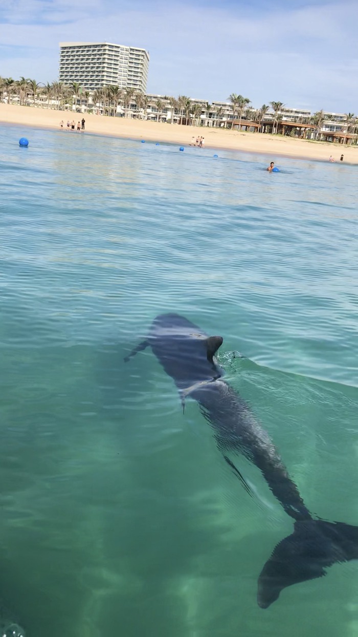 Cá heo xuất hiện gần bờ tại bãi Dài Cam Ranh - Ảnh 1.