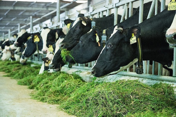 ùng nguyên liệu sữa tươi lớn với 12 trang trại đạt chuẩn quốc tế góp phần giúp sản phẩm sữa tươi của Vinamilk dẫn đầu phân khúc trong nhiều năm liền